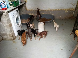 L'allevamento abusivo di cani scoperto a Brebbia