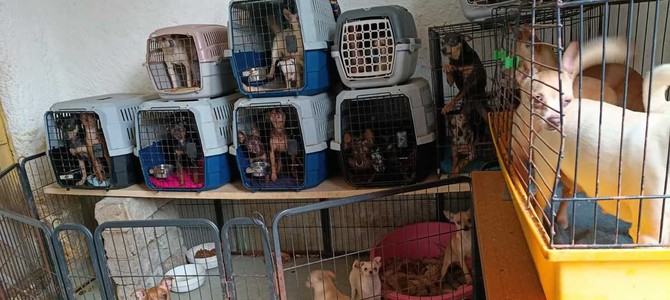 L'allevamento abusivo di cani scoperto a Brebbia