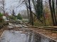 L'albero caduto in via Cairoli a Biandronno