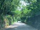 La pianta pericolante sulla strada tra Bregano e Biandronno La pianta pericolante sulla strada tra Bregano e Biandronno