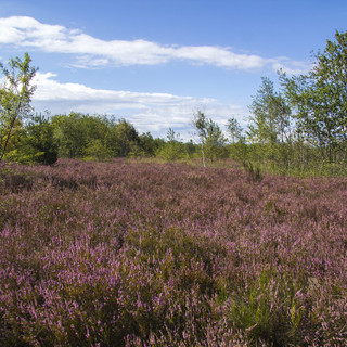 Una vista della Brughiera di Lonate Pozzolo nel periodo estivo