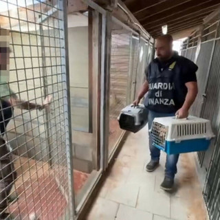 Allevamento abusivo di cani a Brusimpiano. Il Codacons: «Più controlli e stop alle vendite illecite sul web» Allevamento abusivo di cani a Brusimpiano. Il Codacons: «Più controlli e stop alle vendite illecite sul web»