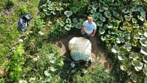La zucca dei record coltivata a Brunello