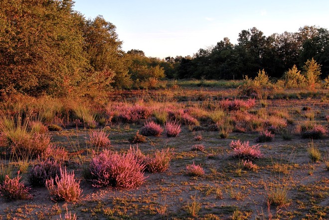 Recupero delle brughiere di Malpensa e Lonate: al via i primi interventi