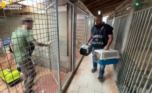 Allevamento abusivo di cani a Brusimpiano. Il Codacons: «Più controlli e stop alle vendite illecite sul web»