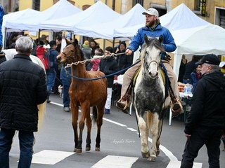 Le foto di Angela Garro alla Festa di Sant'Antonio a Besozzo