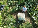 La zucca dei record coltivata a Brunello La zucca dei record coltivata a Brunello