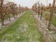 Dopo la siccità la grandine: danneggiati ortaggi e alberi da frutto in tutta la Lombardia
