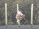 Un mazzo di fiori sul luogo dell'incidente stradale di Cassano Magnago dove ha perso la vita Pierina Buffon