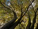 Oggi è la giornata nazionale degli alberi
