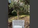 L'ulivo con la targa dedicati al ricordo della maestra Domenica Russo nel giardino della scuola primaria di Cazzago Brabbia