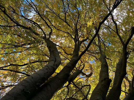 Oggi è la giornata nazionale degli alberi