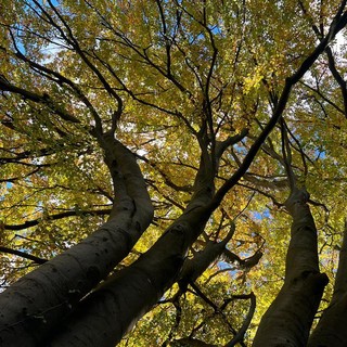 Tutela del patrimonio boschivo: una gestione forestale condivisa per affrontare gli eventi climatici estremi