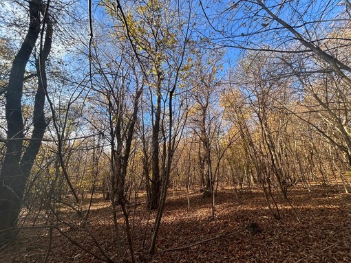 Iniziati a Comerio i primi lavori di pulizia del bosco del Parco Campo dei Fiori
