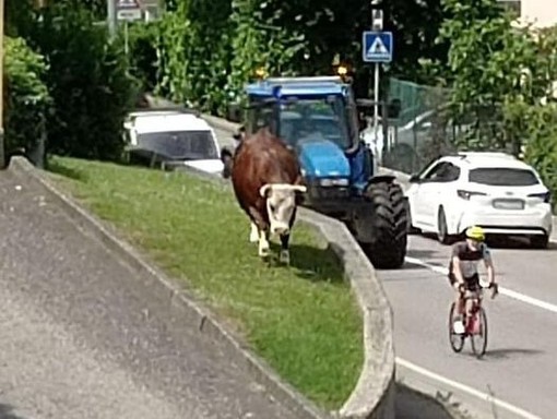 La mucca a passeggio sulla Provinciale a Daverio