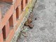 Deiezioni canine non raccolte su un marciapiede di Daverio (foto dalla pagina Facebook del sindaco Colombo)