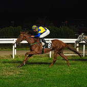 Provenza vince il Marcialis (qui e nelle prime due foto in gallery) Provenza vince il Marcialis (qui e nelle prime due foto in gallery)