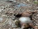La capra sbranata nei boschi di Dumenza (foto tratta da Luinonotizie.it) La capra sbranata nei boschi di Dumenza (foto tratta da Luinonotizie.it)