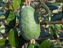 Il frutto della feijoa a Leggiuno Il frutto della feijoa a Leggiuno