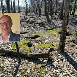 Assedio dei conigli nel Parco Alto Milanese: l'appello per un nuovo equilibrio