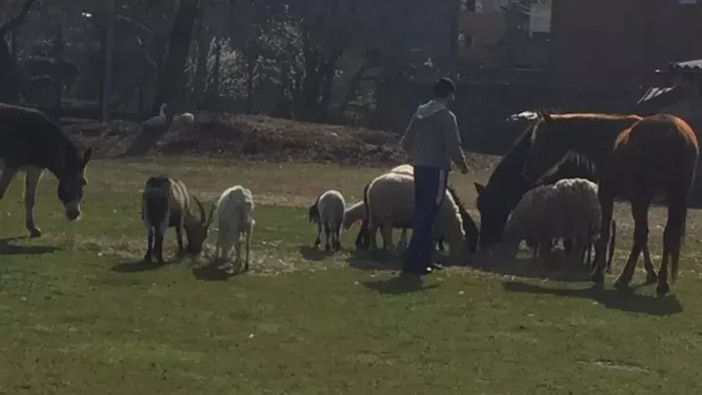 All'asta un terreno a Gavirate dove vive una sessantina di animali da cortile: «Aiutateci ad acquistarlo» All'asta un terreno a Gavirate dove vive una sessantina di animali da cortile: «Aiutateci ad acquistarlo»
