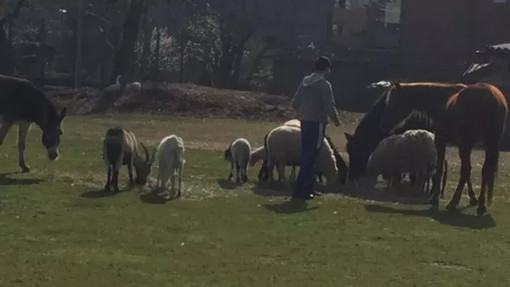 All'asta un terreno a Gavirate dove vive una sessantina di animali da cortile: «Aiutateci ad acquistarlo» All'asta un terreno a Gavirate dove vive una sessantina di animali da cortile: «Aiutateci ad acquistarlo»