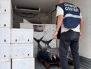 Il tonno sequestrato dagli agenti della Capitaneria di Porto Guardia Costiera di Genova