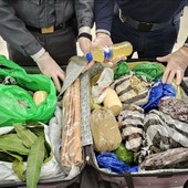 Sequestrate 6,5 tonnellate di alimenti non sicuri, tra cui carne, frutta e latticini, all'aeroporto di Linate