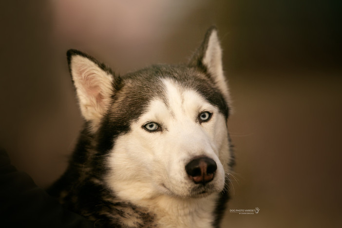 “L’essenza dell’amore reciproco”: le iniziative di San Valentino a sostegno dei cani del Canile di Varese