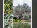 Ulivi e olive delle Terre del Verbano Ulivi e olive delle Terre del Verbano