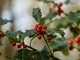 L’agrifoglio, o Ilex aquifolium comincia ora a mostrare tutta la sua bellezza nei giardini varesini : le foglie lucide e spinose rimangono verdi anche sotto la brina, mentre le bacche rosse accese spiccano come piccole lanterne tra i rami spogli L’agrifoglio, o Ilex aquifolium comincia ora a mostrare tutta la sua bellezza nei giardini varesini : le foglie lucide e spinose rimangono verdi anche sotto la brina, mentre le bacche rosse accese spiccano come piccole lanterne tra i rami spogli