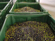 La raccolta delle olive di quest'anno dell'Olio di Ispra e delle Terre del Verbano La raccolta delle olive di quest'anno dell'Olio di Ispra e delle Terre del Verbano