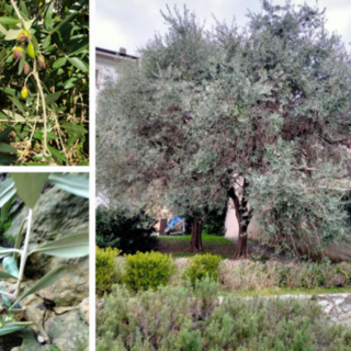 Ulivi e olive del Lago Maggiore