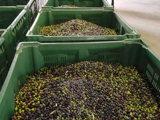 La raccolta delle olive di quest'anno dell'Olio di Ispra e delle Terre del Verbano