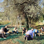 La raccolta delle olive di quest'anno dell'Olio di Ispra e delle Terre del Verbano La raccolta delle olive di quest'anno dell'Olio di Ispra e delle Terre del Verbano
