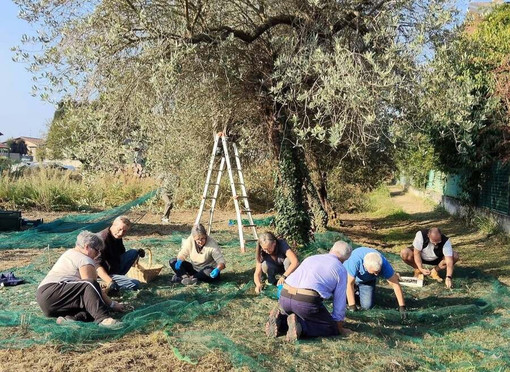 La raccolta delle olive di quest'anno dell'Olio di Ispra e delle Terre del Verbano La raccolta delle olive di quest'anno dell'Olio di Ispra e delle Terre del Verbano