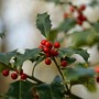 L’agrifoglio, o Ilex aquifolium comincia ora a mostrare tutta la sua bellezza nei giardini varesini : le foglie lucide e spinose rimangono verdi anche sotto la brina, mentre le bacche rosse accese spiccano come piccole lanterne tra i rami spogli