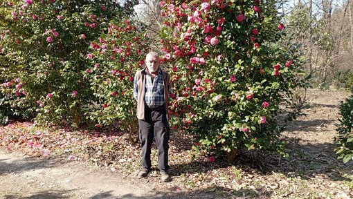 Enrica Gasparini nel suo Labirinto delle Camelie di Laveno Mombello Enrica Gasparini nel suo Labirinto delle Camelie di Laveno Mombello