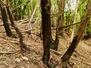 Alberi bruciati al Campo dei Fiori dal terribile incendio del 2017 Alberi bruciati al Campo dei Fiori dal terribile incendio del 2017