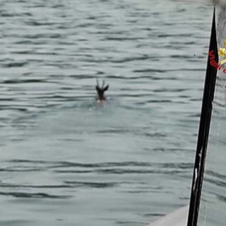 Capriolo fa il bagno nelle acque del lago Maggiore, salvato dai vigili del fuoco