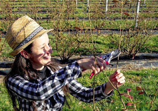 Cristina Guggiroli al lavoro nel suo campo di mirtilli al Pradaccio a Laveno