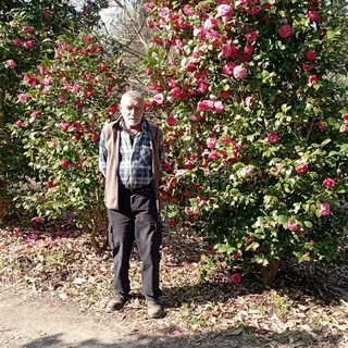Enrica Gasparini nel suo Labirinto delle Camelie di Laveno Mombello