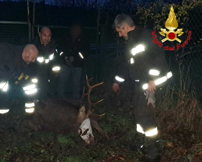 Il cervo soccorso dai vigili del fuoco a Lozza