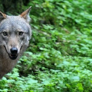 I "vanacciani" dell'Ossola contro i lupi: «La convivenza tra predatori e aziende agricole non è più possibile»