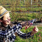 Cristina Guggiroli al lavoro nel suo campo di mirtilli al Pradaccio a Laveno Cristina Guggiroli al lavoro nel suo campo di mirtilli al Pradaccio a Laveno