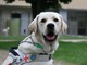 Il Lions Club Varese Prealpi consegna un cane guida a una persona non vedente