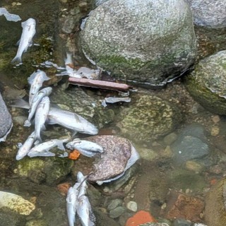 Alcuni pesci morti nel torrente Lura (foto tratta da IlSaronno.it)