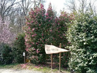 Enrica Gasparini nel suo Labirinto delle Camelie di Laveno Mombello Enrica Gasparini nel suo Labirinto delle Camelie di Laveno Mombello