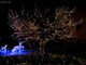 Pronte ad accendersi le Lucine di Natale a Laveno Mombello: sul lago Maggiore oltre 500 mila led