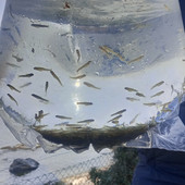 Giovani trote marmorate pronte per l’immissione Giovani trote marmorate pronte per l’immissione